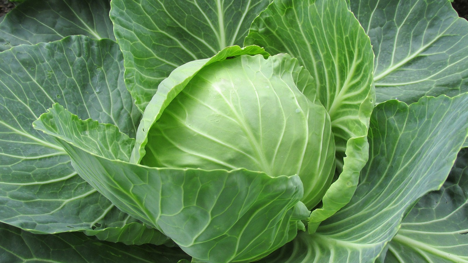 Image of Cabbage Curry