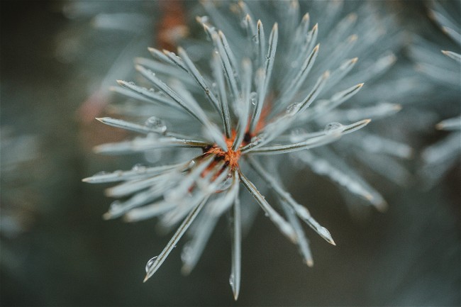 Image of Blue Spruce Bath Soak (adapted from Plant Therapy)