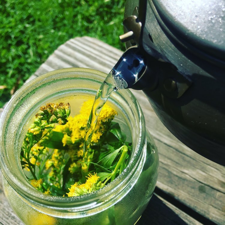 Image of Place goldenrod in a jar or tea pot, pour over...