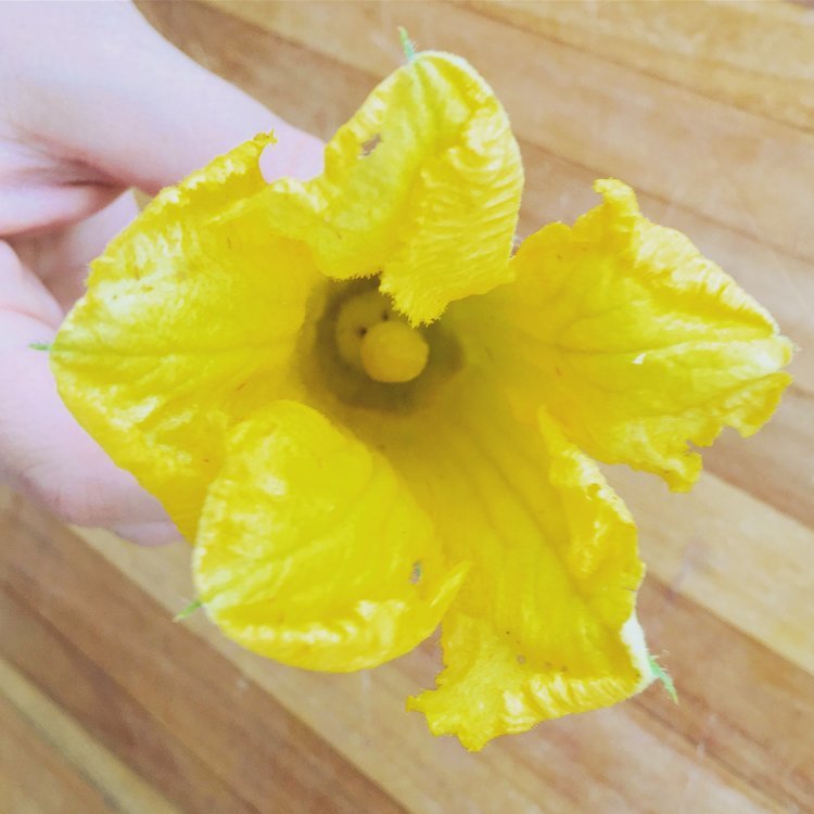 Image of Carefully separate the petals of the petals of the squash...