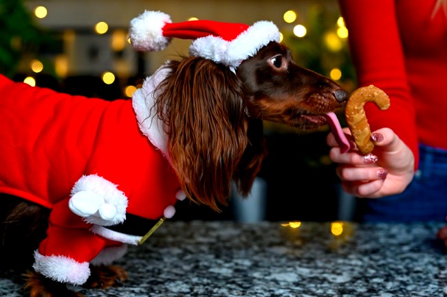 Image of Christmas Dog Treats