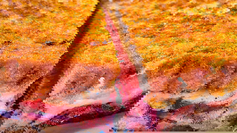 Image of Bison Reuben 