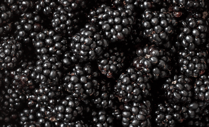 Image of When using any kind of wild black berries, it's best...