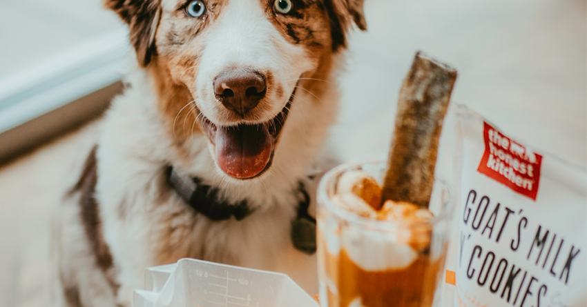 The Perfect Pup Parfait
