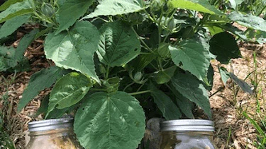 Image of Crisp Corn All-Year ‘Round and Green Beans Galore