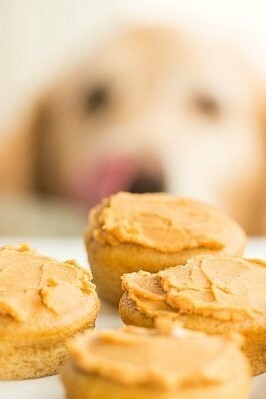 Image of Doggie Pupcakes with Greek Yogurt-Peanut Butter Frosting