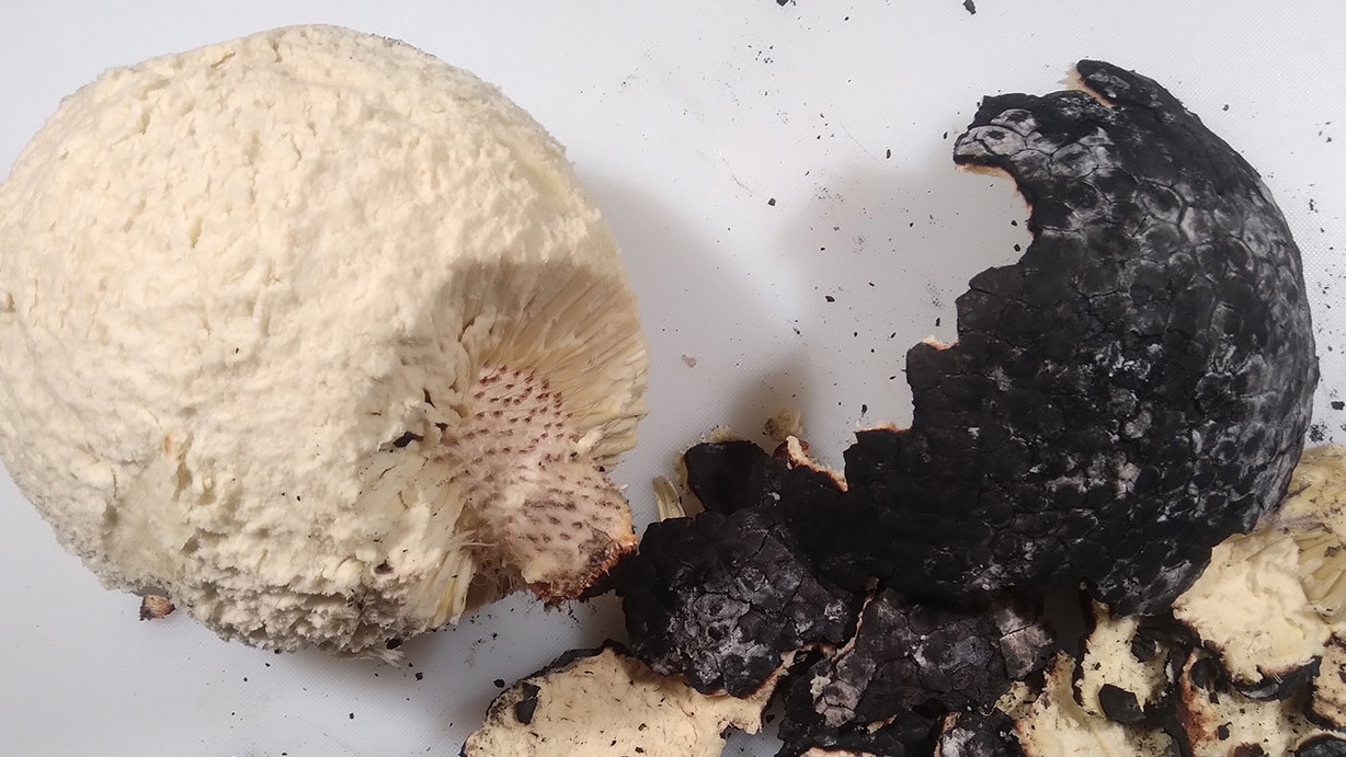 Image of Pūlehu ʻUlu: How to Cook Breadfruit the Traditional Way