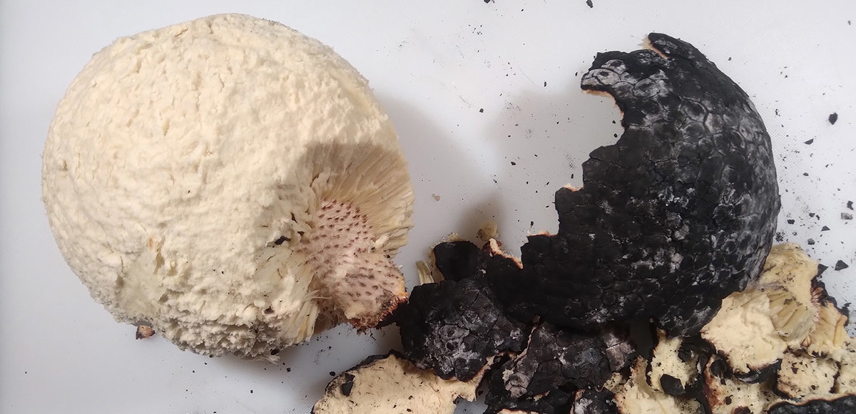 Pūlehu ʻUlu: How to Cook Breadfruit the Traditional Way