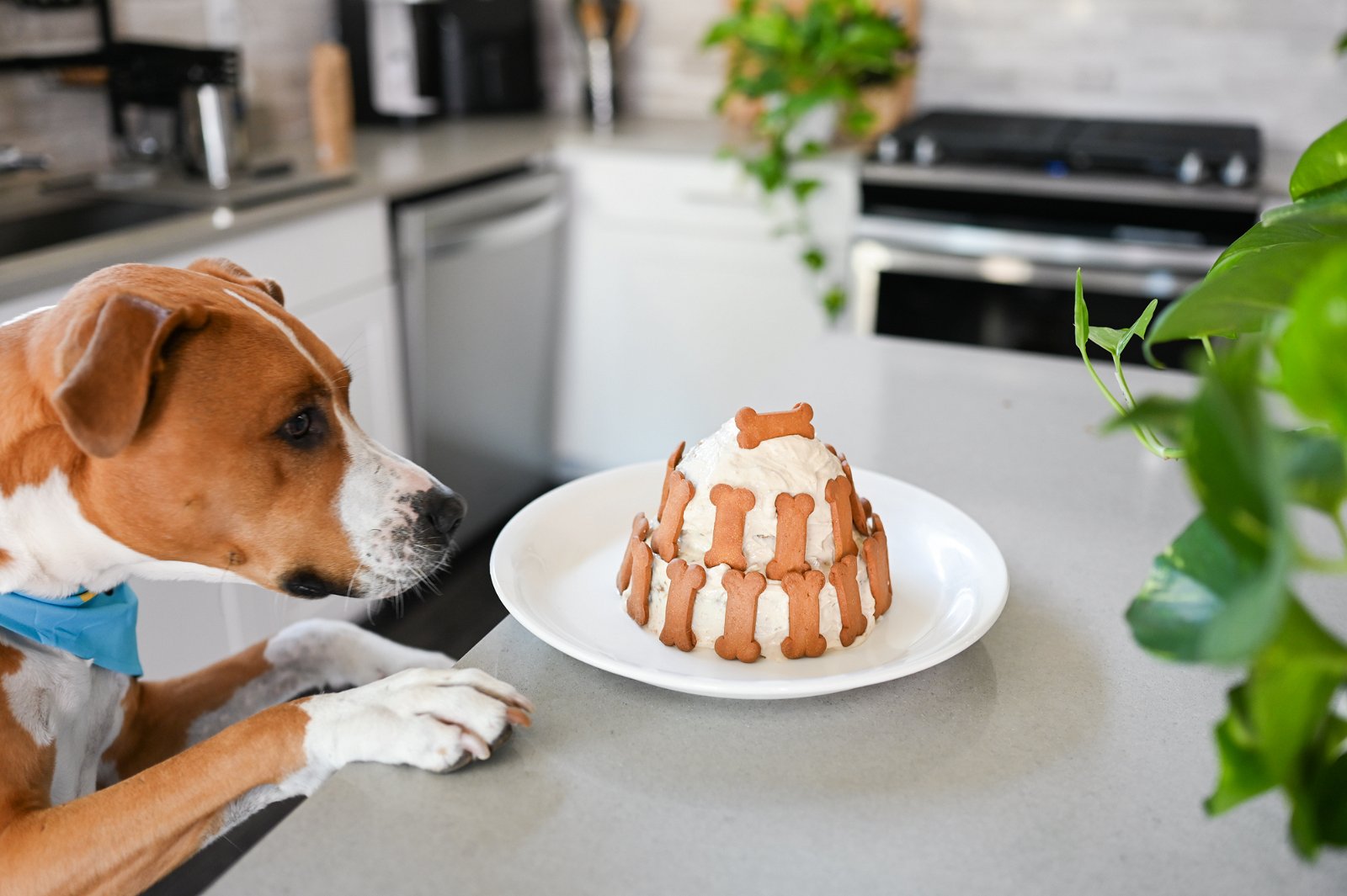 Customised Dog Cake Designs | Barker's Dozen Pet Bakery