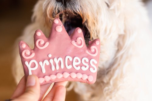 Dog safe cookie icing sale