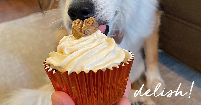 The Best Dog-Friendly Pumpkin Cupcakes