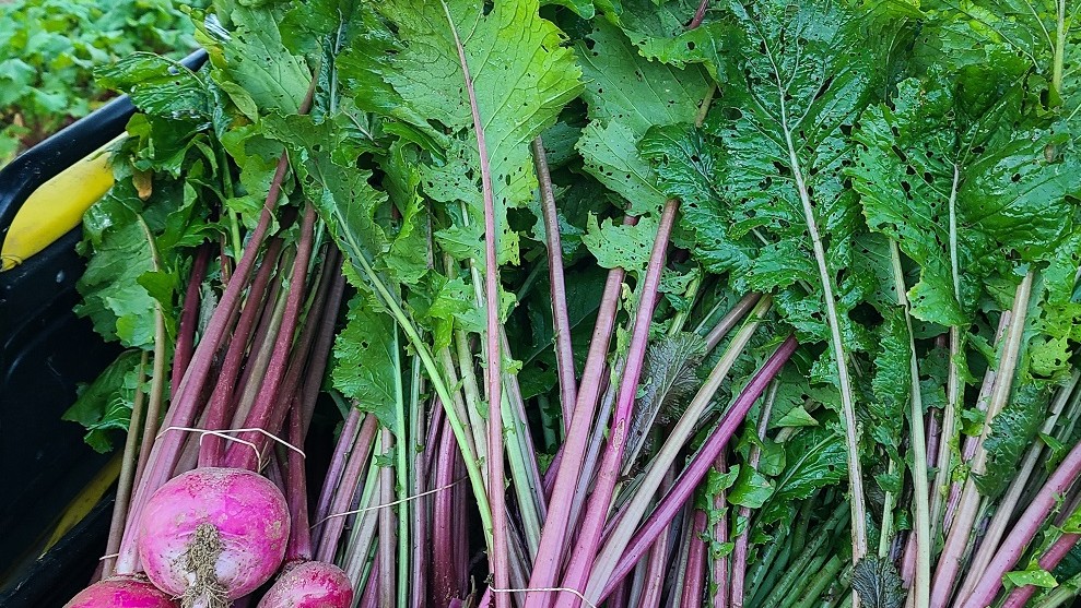 Image of Parmesan Crusted Turnips