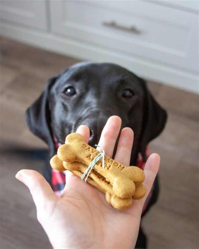 Image of Gingerbread Dog Biscuit Treats