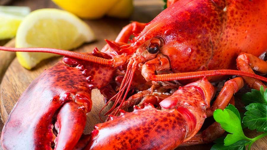 Image of Lobster