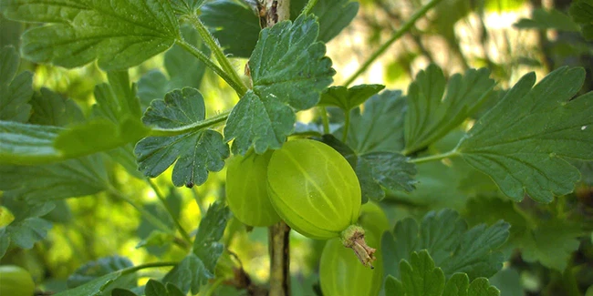 Image of Gooseberry Galette