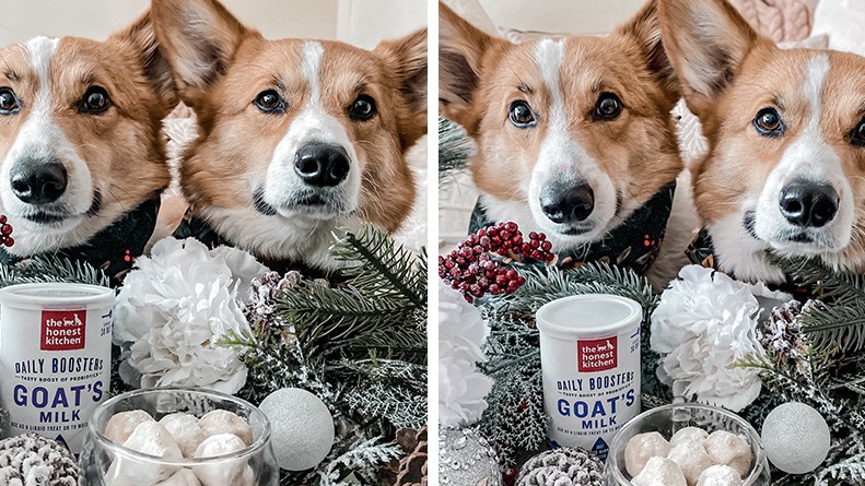 Image of Snowball Bites (No Bake Peanut Butter Dog Treats)