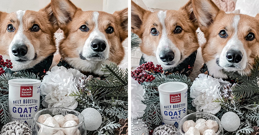 Snowball Bites (No Bake Peanut Butter Dog Treats)