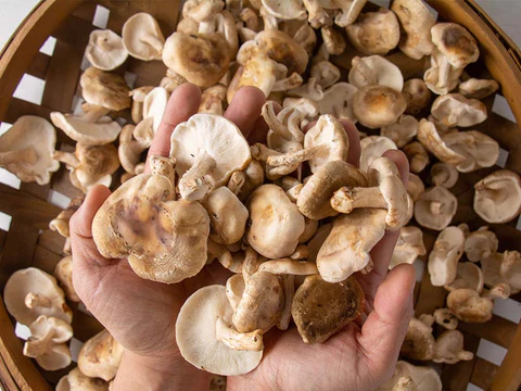 Image of Mushroom Crostini