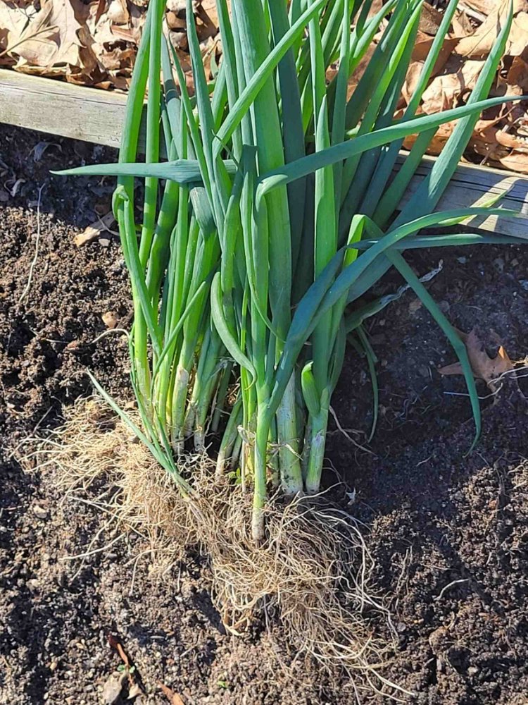 Image of If you’re using green onions from the garden, loosen the...