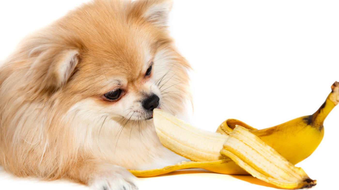 Image of Healthy Banana Treats for Your Dog