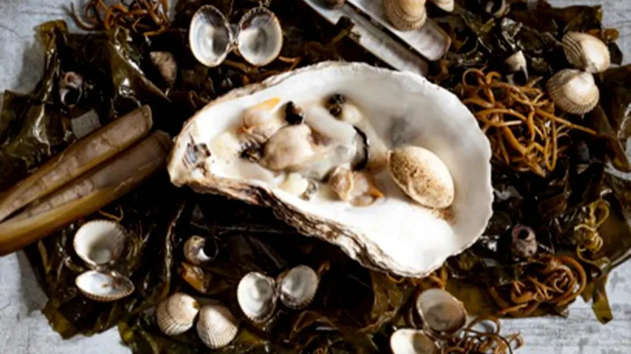 Image of Auster “Sylter Royal” an Meeressalat mit Blumenkohlcreme