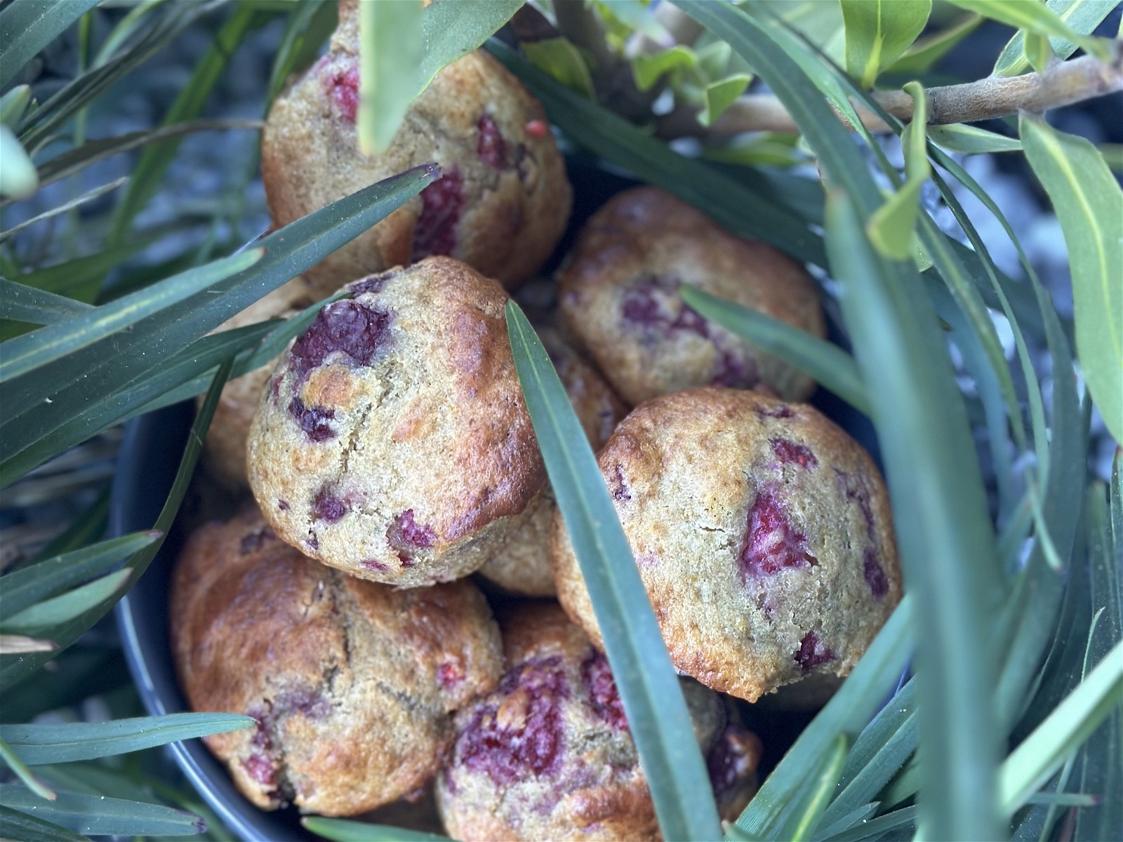 Mini Blueberry Muffins - Foodness Gracious