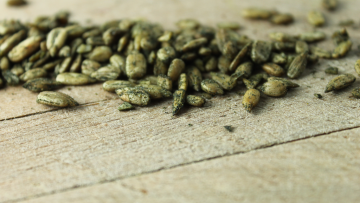 Image of AMAZING GRASS SUNFLOWER SEEDS