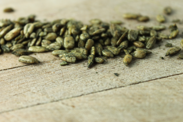 AMAZING GRASS SUNFLOWER SEEDS