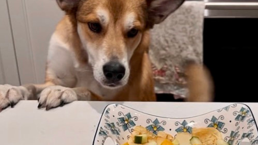 Image of Beef & Vegetable Crepes for Dogs Recipe