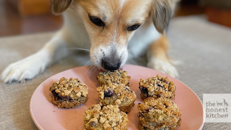 Image of Mini Blueberry Muffins For Dogs