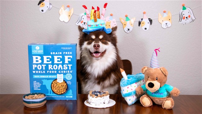 Image of Homemade Dog Birthday Cake