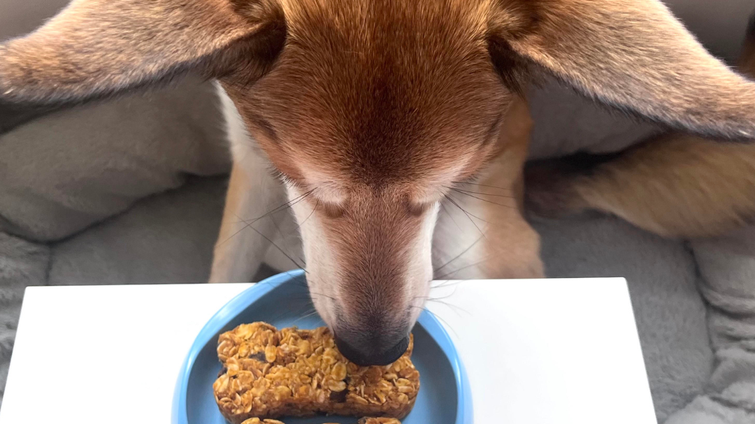 Image of No Bake Granola Bar For Dogs