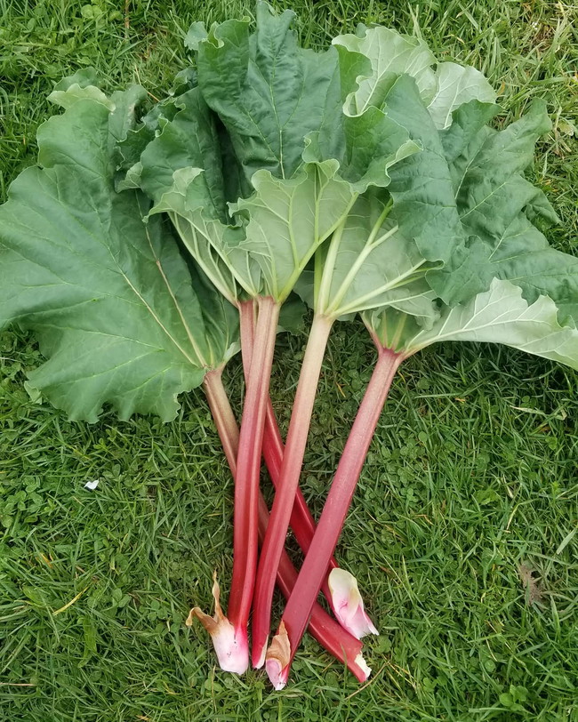 Image of Amber's Rhubarb Crisp