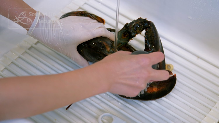 Image of To prepare the live lobster, quickly insert the tip of your knife at the cross position of the lobster head. Scrub the lobster with a brush in the sink to remove any algae. Rinse thoroughly.