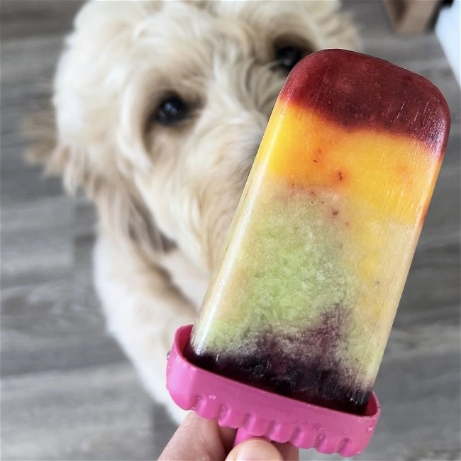 Image of 🌈 Rainbow Pupsicle