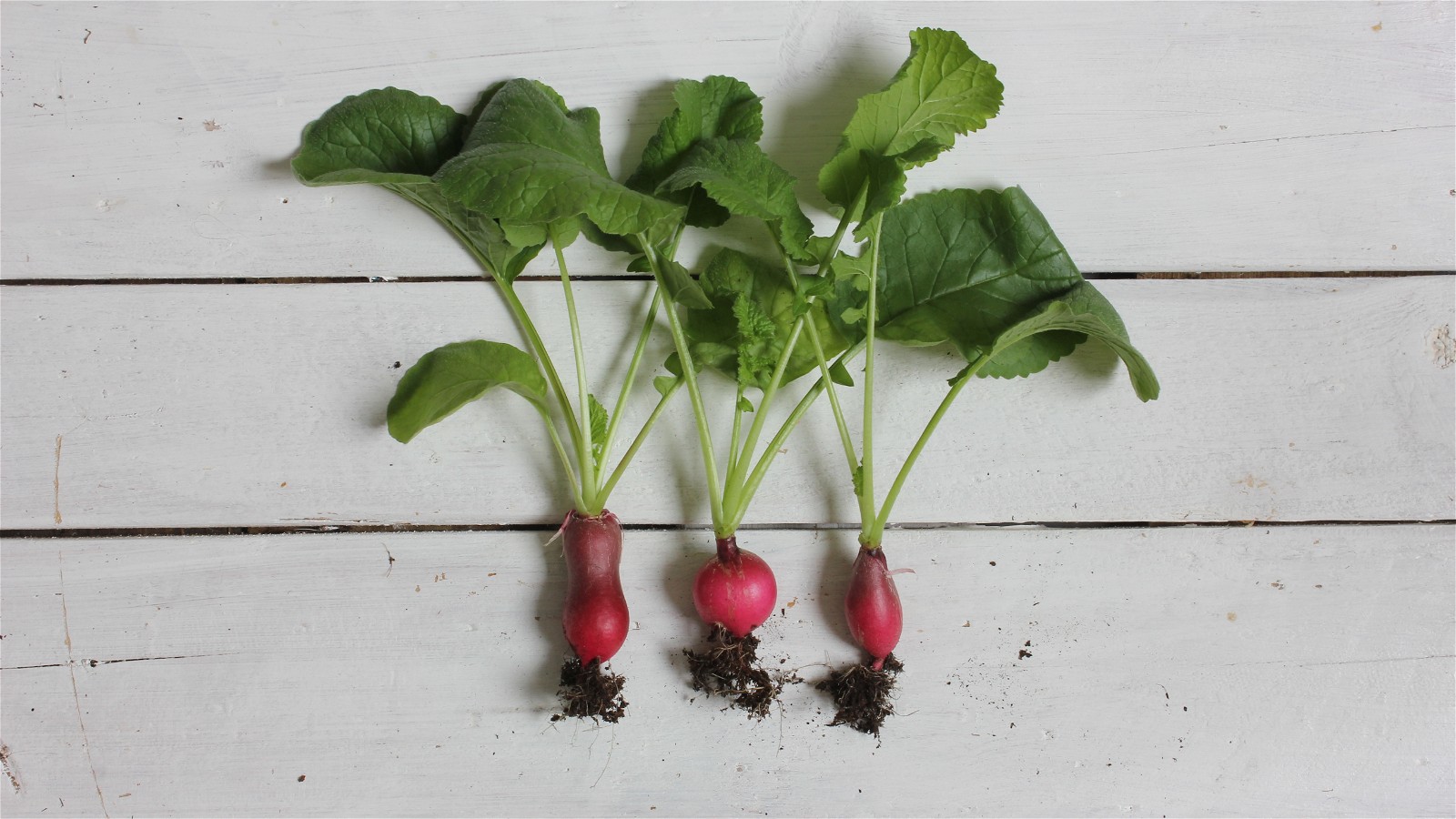 Green Bean and Radish Salad