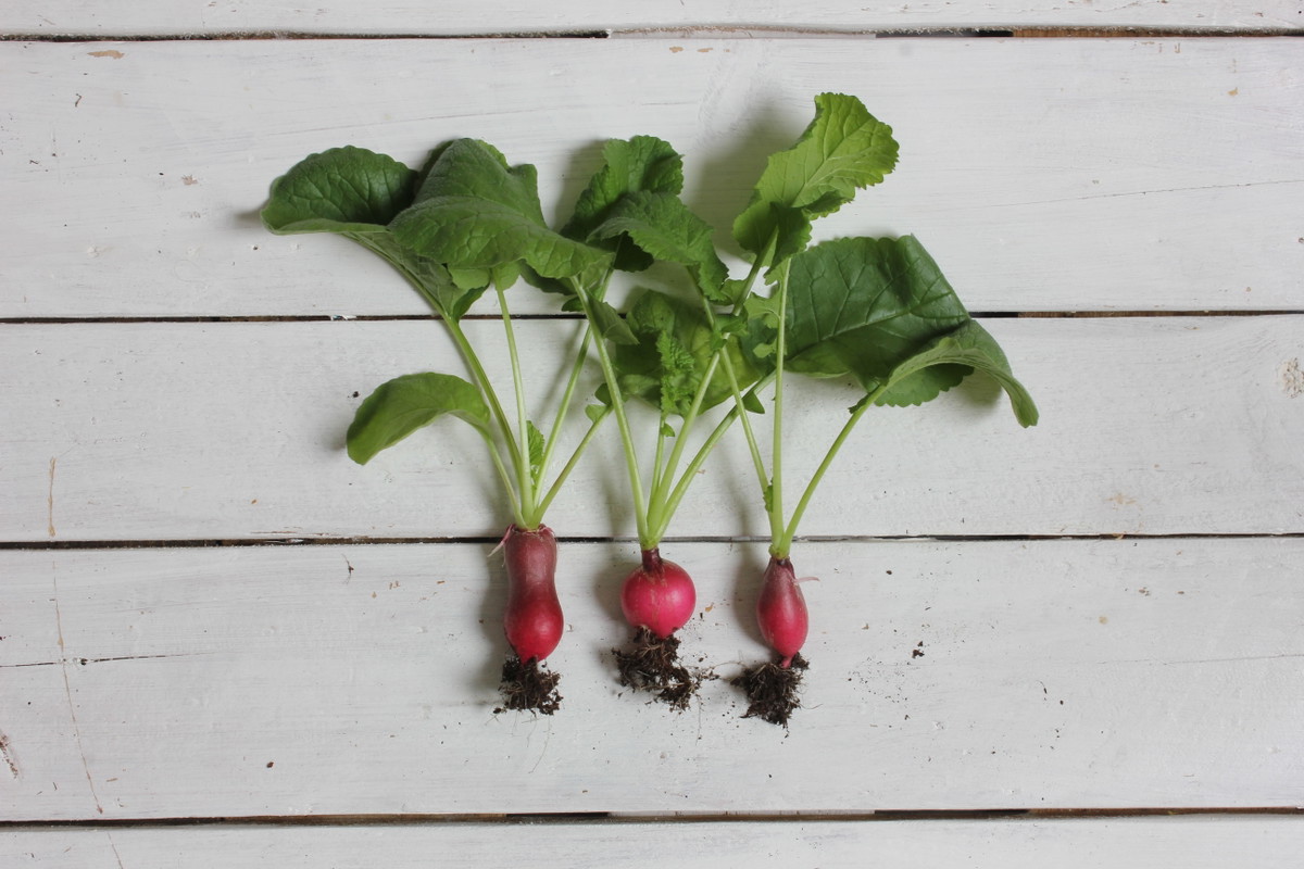 Oven Roasted Radishes