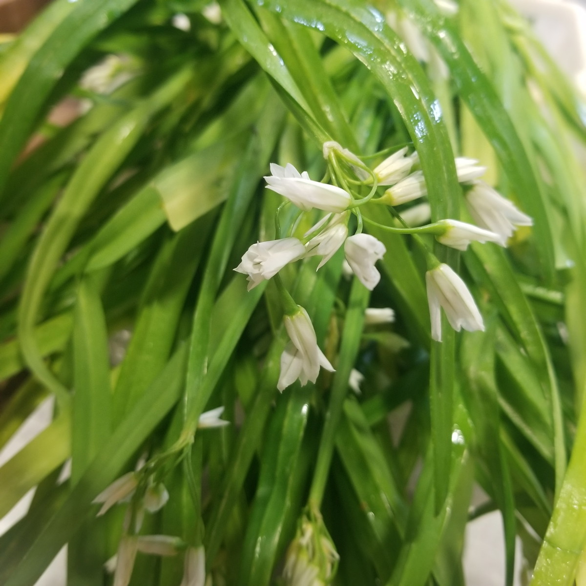 Wild Onion and Potato Soup