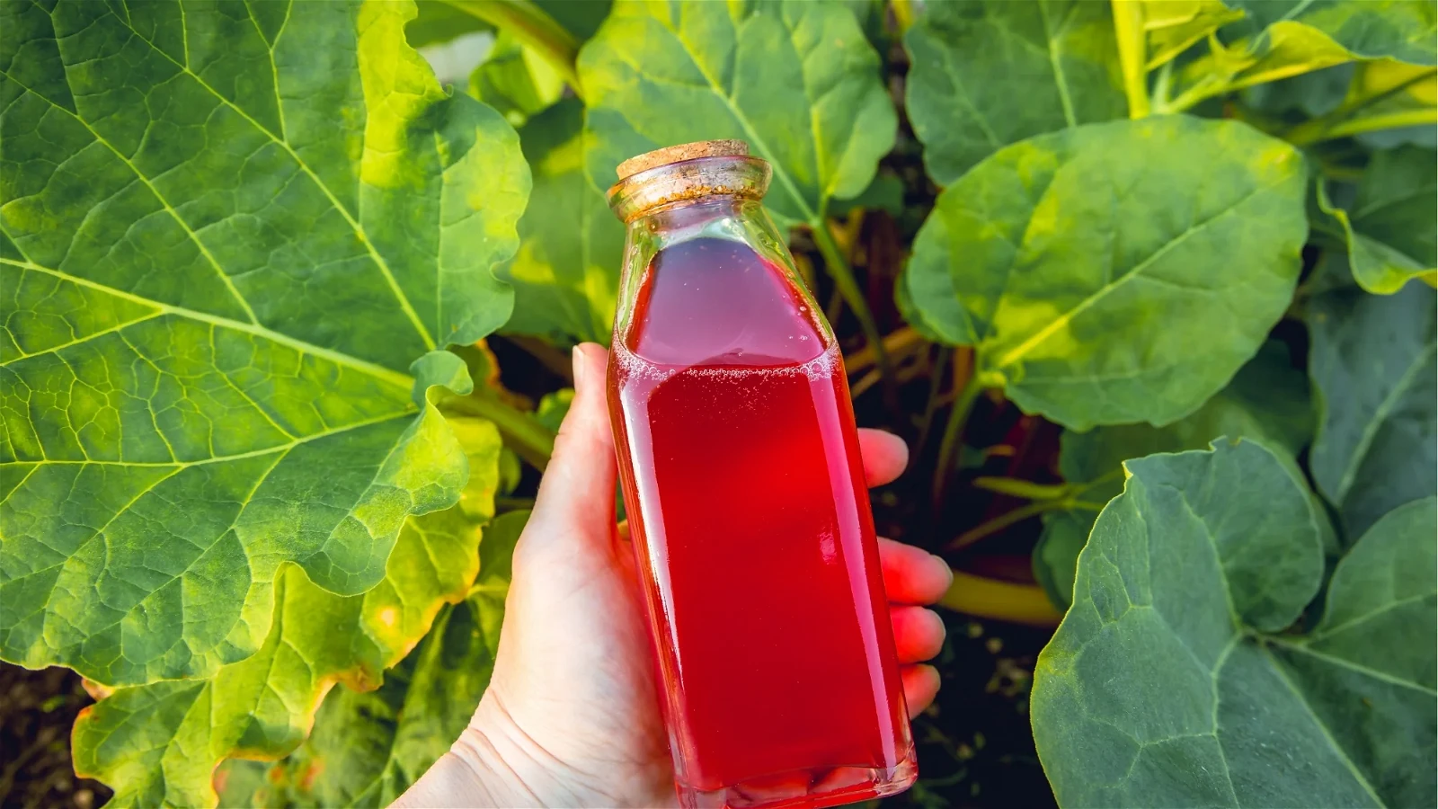 Image of simple Rhubarb syrup recipe