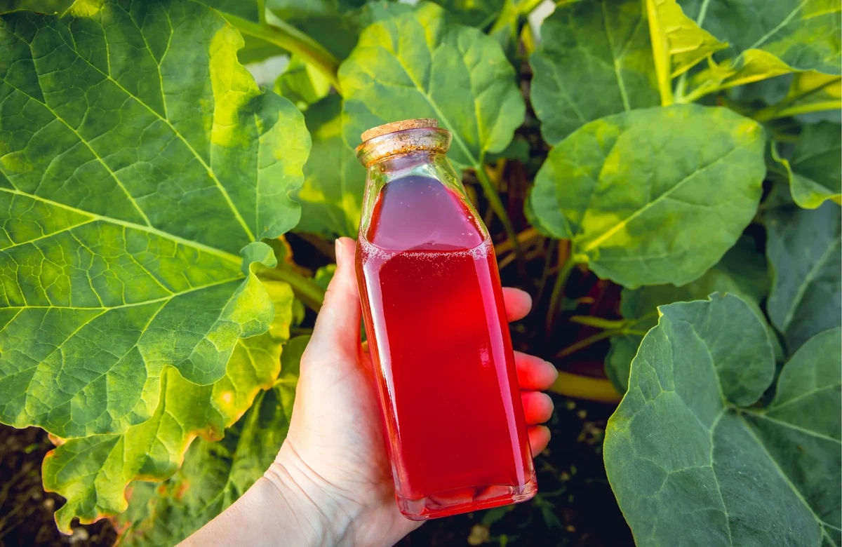 simple Rhubarb syrup recipe