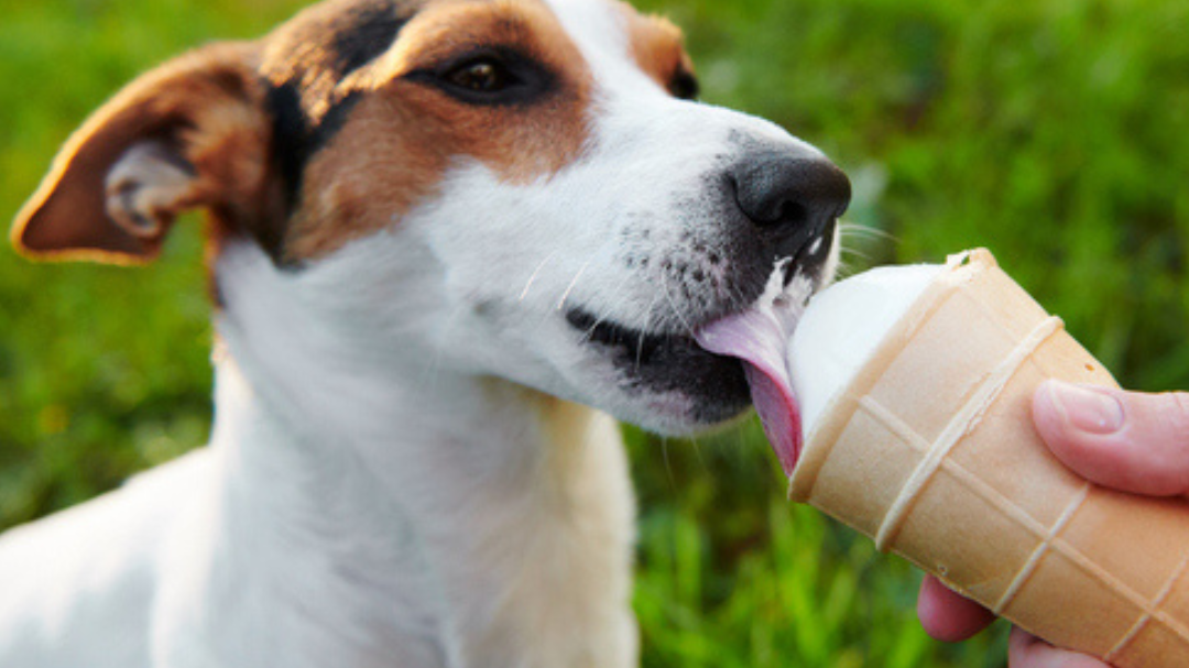 Image of Peach Pup Dog Ice Cream Recipe 
