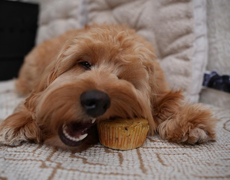 Hundemuffins für Hunde