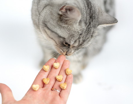 KATZENLECKERLI MIT VANILLE