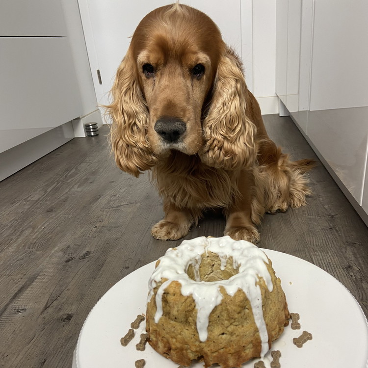 Image of Ist der Kuchen abgekühlt, so kannst du ihn vorsichtig aus der Kuchenform lösen und nun etwas Naturjoghurt als Topping auf ihn geben. Dekoriere ihn anschließend nach Belieben mit beispielsweise Hundeleckerlies.