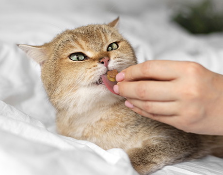 Katzenleckerlis selber machen mit Käse