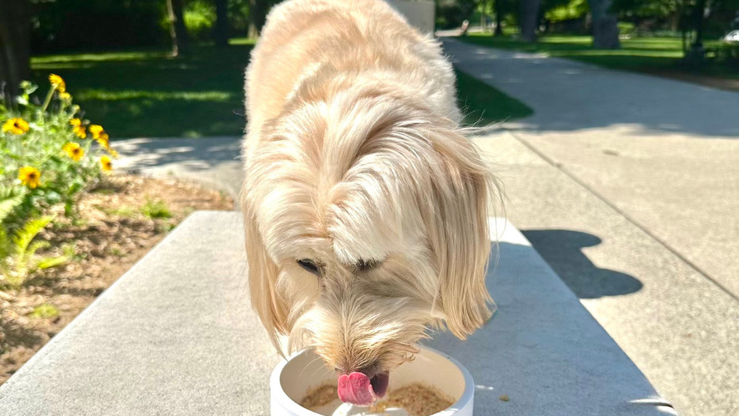 Image of Peach Puppy Ice Cream Recipe 