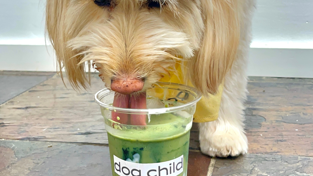 Image of Immunity Green Smoothie For Dogs Erewhon Dupe 