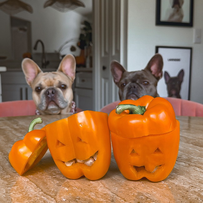 Image of 🎃 Fall Enrichment Treats