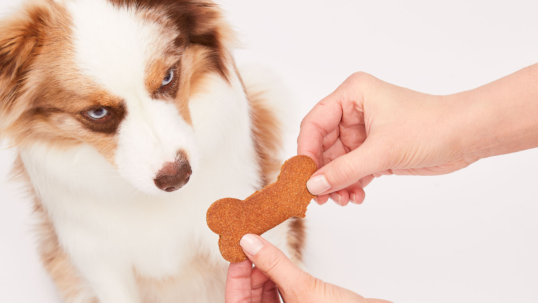 Image of Easy Dog Cookie Treat Recipe Peanut Butter & Honey