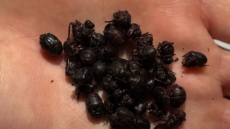 Image of Process 100g of Chicatana ants into a fine powder. The...